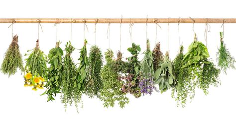 Herb Identification - How to Identify Herbs - Free Herb Gardening Printable