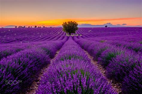 Lavender field at sunrise in Provence, France by Anton Gvozdikov on 500px | Lavender fields ...