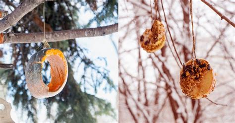 How To Make The Perfect DIY Pumpkin Bird Feeder For The Fall