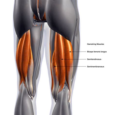 Male Leg Muscles Anterior View Labeled On Black Stock Photo Download ...