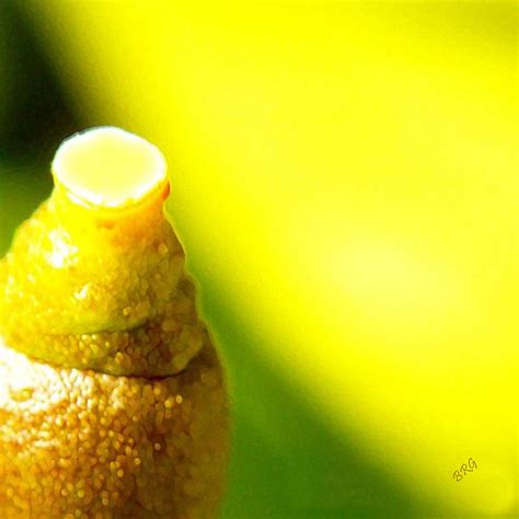 Baby Lemon On Tree Photograph by Ben and Raisa Gertsberg - Pixels