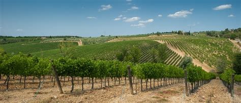 From Etna to Marsala, a sicilian wine tour