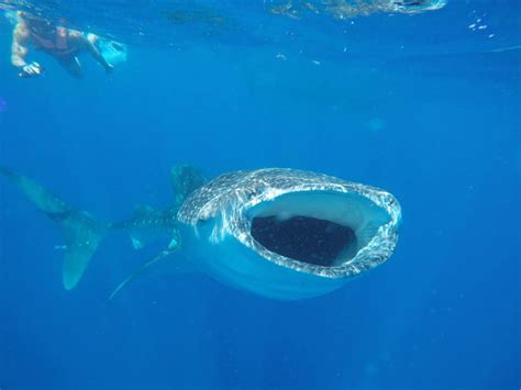 Whale shark Wednesday with in the... - Underwater Mexico