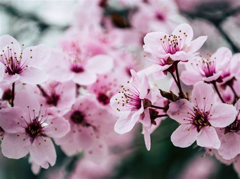 Flor de cerezo: historia, origen y significado de esta hermosa flor ...