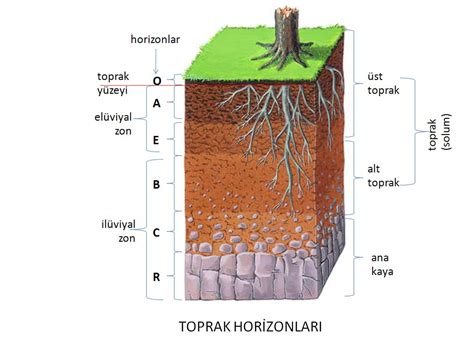 Tarım Siteniz: TOPRAK TÜRLERİ