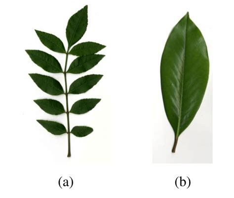 Types Of Leaves Simple And Compound