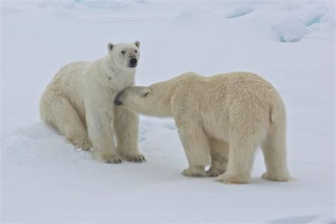 Polar Bears' Breeding Behavior in Undisturbed Habitats | Polar Bears ...