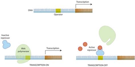 Gene Expression | Learn Science at Scitable