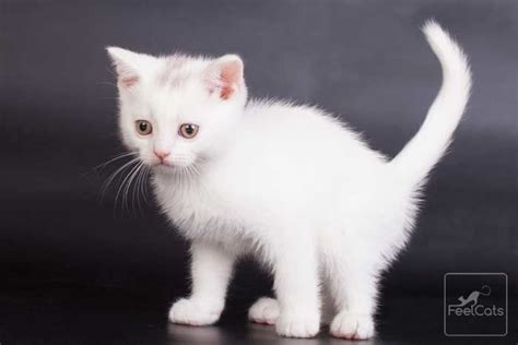 Gatos Blancos, curiosidades sobre ellos | Gatos blancos bebes, Gatos ...