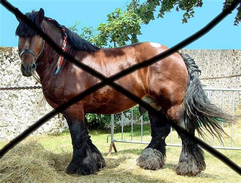 The History Girls: The Warhorse in the 12th and Early 13th Centuries by ...