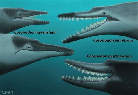 New specimens and species of the Oligocene toothed baleen whale Coronodon