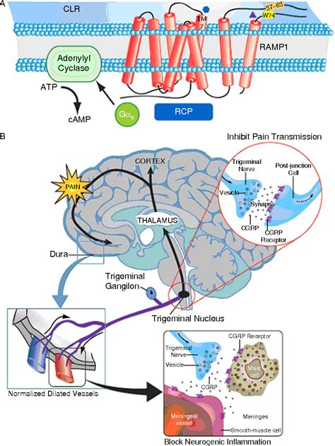 Figure 1.1 from Calcitonin gene-related peptide receptor antagonists for the treatment of ...