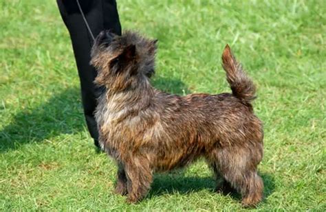 Cairn Terrier - Description, Energy Level, Health, Interesting Facts