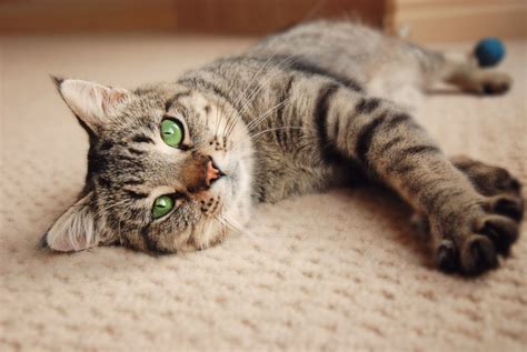 Caring for your Senior Cat – Feline Behavior Solutions - Cat Behavior ...