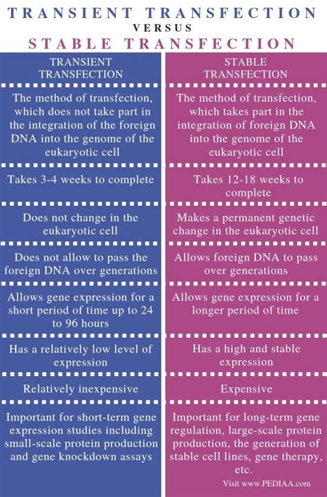 What is the Difference Between Transient and Stable Transfection ...