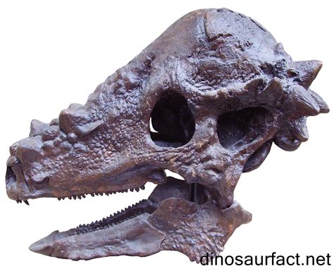 Pachycephalosaurus dinosaur