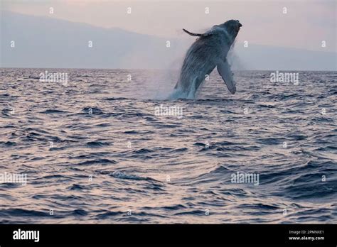 Humpback whale breaching at sunset Stock Photo - Alamy