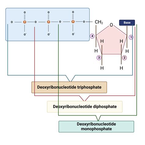 DNA - Definition, Structure, Properties, Types, Functions - Biology ...