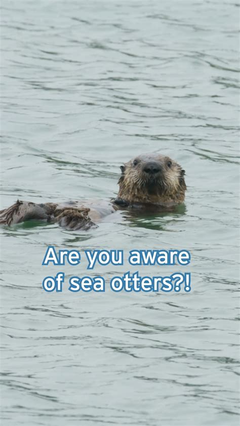 Are You Aware Of Sea Otters? Join Us And Other Happy People! - Zoos - USA - California ...