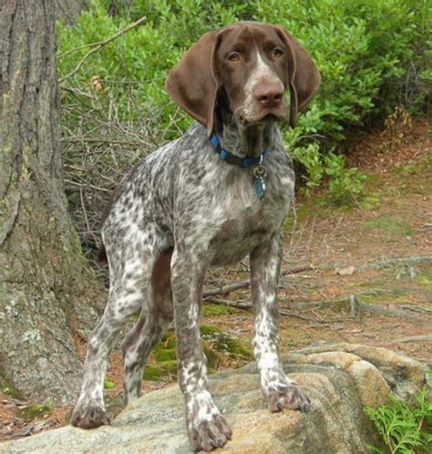 German Shorthaired Pointer Best Championships Dogs Show ~ planetanimalzone