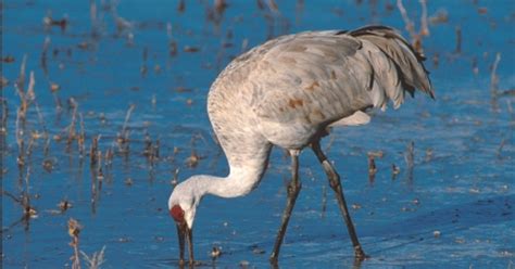 5 fun facts about sandhill cranes