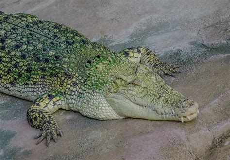 Free Images : wildlife, zoo, portrait, green, foot, predator, reptile, scale, close, iguana ...