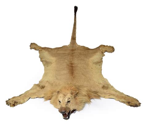 Lot 148 - Taxidermy: a full lion skin rug with head