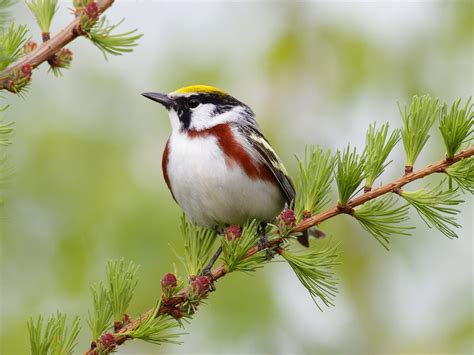 warbler, Bird, Birds, Nature, Wildlife