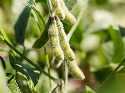 About Soybean Plants - Tips On How To Grow Soybeans In Gardens