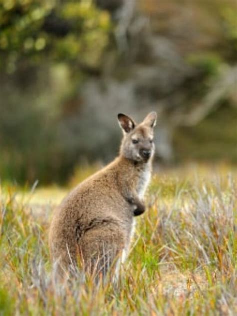 Wildlife in Australia - Animals Around The Globe