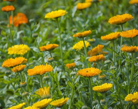 Yellow pot marigold flower garden 7448428 Stock Photo at Vecteezy