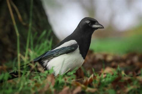 Magpie Symbolism: 6 Spiritual Meanings Explained