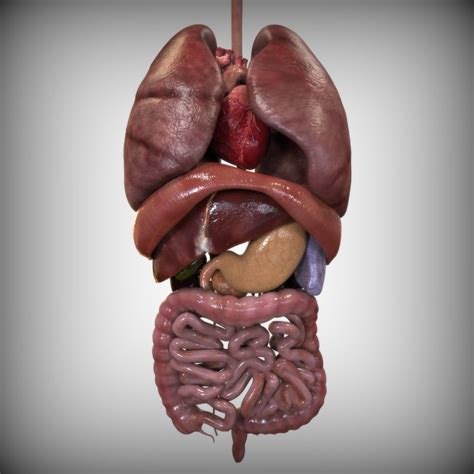 Human Body Organs Diagram Back View