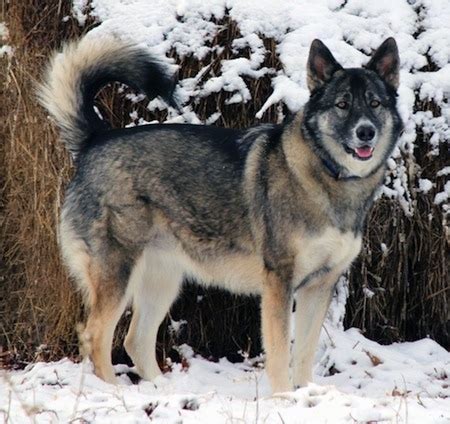 Alaskan Shepherd Dog Breed Information and Pictures