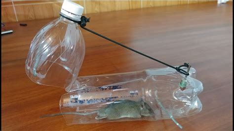 Diy Rat Trap Plastic Bottle / 13 Diy Mouse Trap Ideas Using Common ...