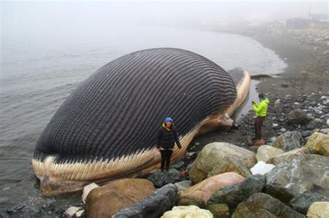 Curiosité: Une baleine morte menace d'exploser au Canada - Tambacounda.info