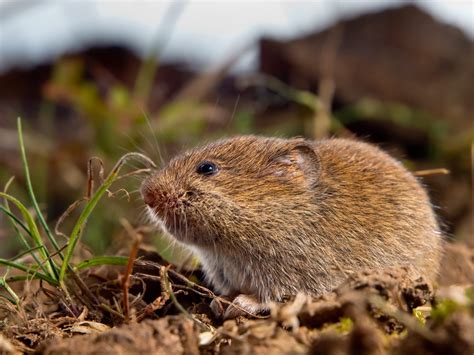 What Are Voles? Everything You Need To Know | Environmental Pest Management