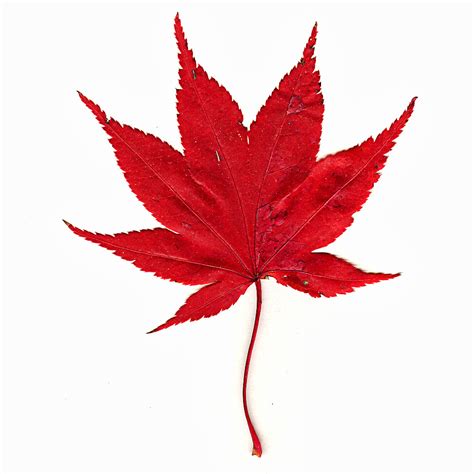 one leaf | The leaves stay this color only for a few days. | liz west ...