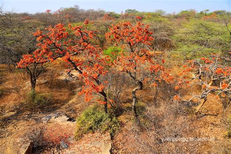 Just Tripping!: The Palash Fire on Delhi’s Ridge