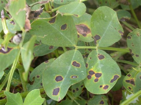 Foliar Diseases of Peanuts | Oklahoma State University