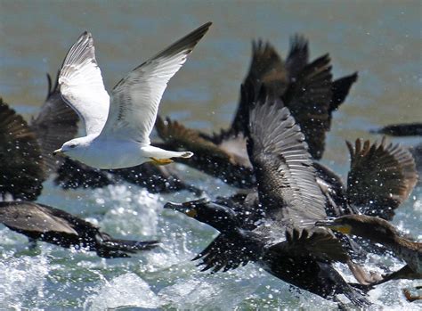Double-breasted Cormorants and Ring-billed Gull | Double-bre… | Flickr