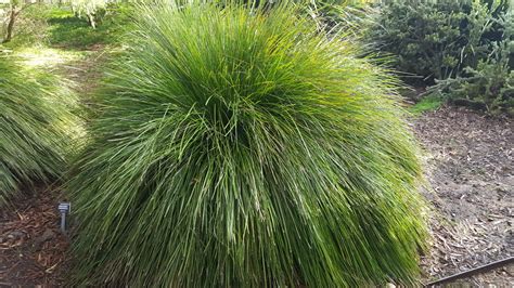 Lomandra longifolia ‘LM300’ Breeze™ PP15,420 — Australian Outback Plants - Native Plant Nursery ...