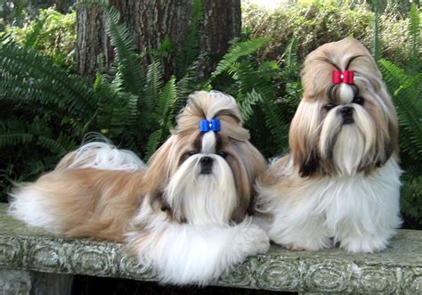 Cute Shih Tzu dogs photo and wallpaper. Beautiful Cute Shih Tzu dogs pictures