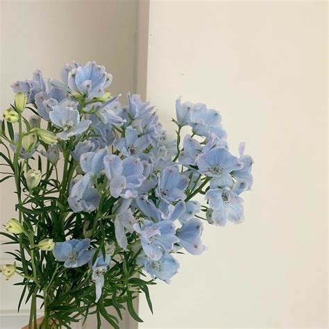 Baby Blue Aesthetic, Blue Aesthetic Pastel, Aesthetic Colors, Flower ...