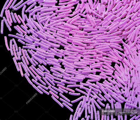 Bacillus megaterium bacterial colony, coloured scanning electron ...