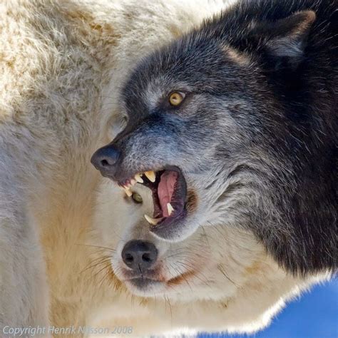 White Wolf : 10 pictures of growling wolves that will awaken your alpha ...