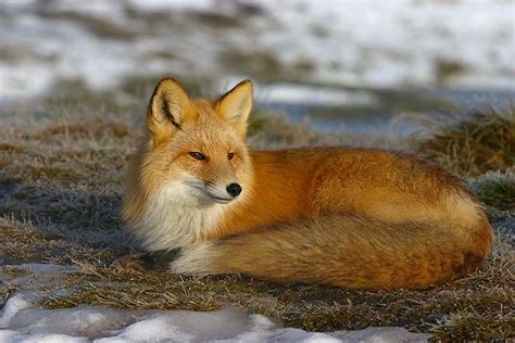 Female Fox Fox Spirit, Spirit Animal, Kitsune, Beautiful Creatures, Animals Beautiful, Baby ...