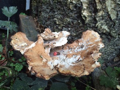 Tree fungus identification — BBC Gardeners' World Magazine