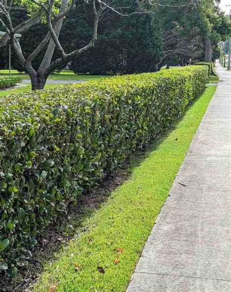 The Sweet Viburnum Hedge: A Fragrant and Versatile Landscaping Solution