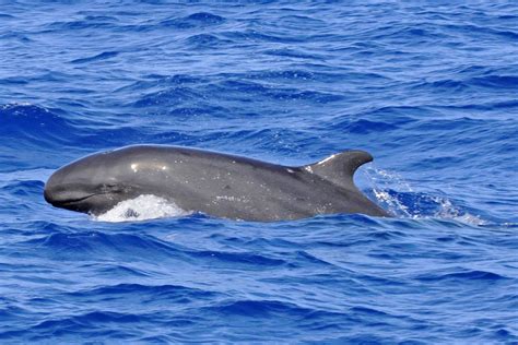 False killer whale - Whale & Dolphin Conservation USA